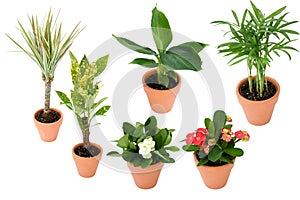 Beautiful mix small house plants palm, bananb, croton in brown and black plastic pot in different type on isolated white and