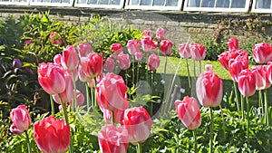Tulips in Walled Gardens called Frendship photo