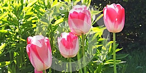 Tulips in Walled Gardens called Frendship photo
