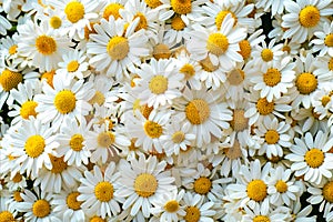 A Beautiful Mix of White Flowers.