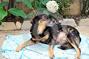 A beautiful mixed breed dog lying on the blanket photo