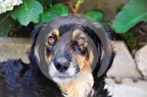 A black bitch with caramel and brown eyes photo