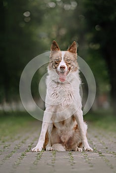 Beautiful mixed breed dog posing outdoors in summer