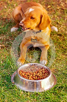 Beautiful mixed breed dog posing, waiting for permission to eat in front of metal bowl with fresh crunchy food sitting