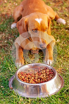 Beautiful mixed breed dog posing, waiting for permission to eat in front of metal bowl with fresh crunchy food sitting