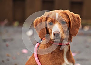 Beautiful mixed breed puppy, tan with white markings, wearing a pink leash.