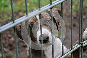 A beautiful mixed breeded puppy behind the fence