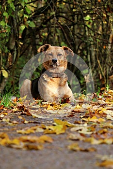 A beautiful mixed breeded shepherd dog is lying in autumn leafs in the forest