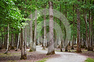 Beautiful mixed pine and deciduous forest with footwalk