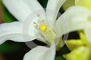 Beautiful mock orange Philadelphus flowers close up