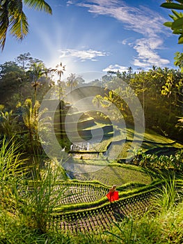 Beautiful model in red dress at Tegalalang Rice Terrace 17