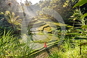 Beautiful model in red dress at Tegalalang Rice Terrace 7 photo