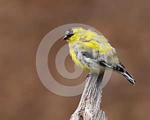 Beautiful molting American goldfinch