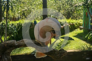 Beautiful Moluccan Cockatoo parrot sitting on dry branch at Bali bird park zoo. Salmon-Crested Cockatoo with green flower in its