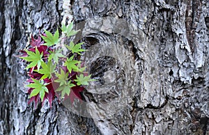 Momiji