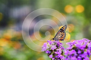 Beautiful monarch butterfly.