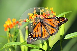 Beautiful Monarch Butterfly