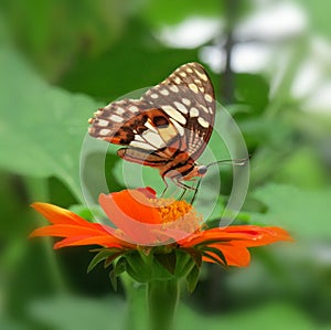 Beautiful monarch butterfly