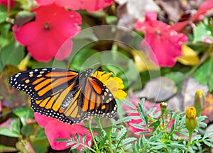 Beautiful monarch butterfly amid flowers