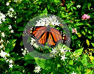 Beautiful monarch butterfly with a broken wing