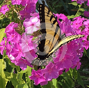 Monarch butterfly landing on purple flowers