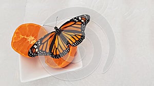 Beautiful Monarch Butterfly Feasting on an Orange