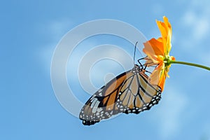 Beautiful Monarch butterfly feeding on cosmos flowers against blue sky