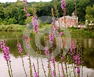 Beautiful Monarch butterfly on flower in front of lakehouse photo