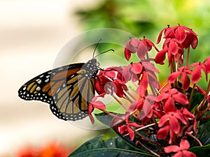 Beautiful monarch butterfly on flowers