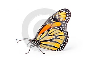 Beautiful Monarch butterfly isolated on a white background. Side view