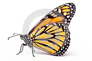 Beautiful Monarch butterfly isolated on a white background. Side view