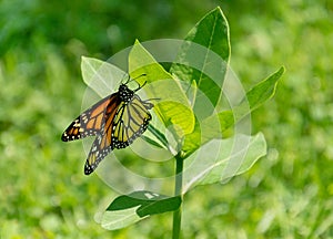 Beautiful monarch butterfly on milkweed
