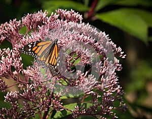 Beautiful Monarch Butterfly Nectaring on Joe Pye Weed