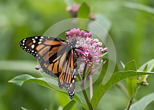 Beautiful Monarch Butterfly perched on Milkweed