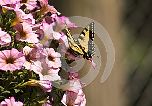 Beautiful monarch butterfly on pink flowers