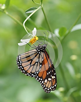 Beautiful Monarch butterfly in profile