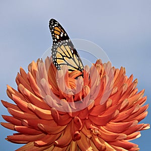 Beautiful Monarch Butterfly on Red Dahlia with colorful background, isolated, closeupBeautiful Monarch Butterfly feeding on an ora