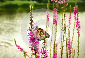 Beautiful Monarch butterfly resting on pink/purple flower