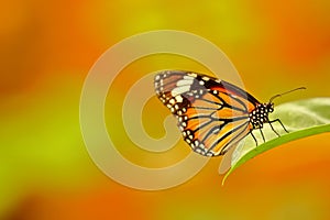 A beautiful monarch butterfly siting on a leaf with blurred background