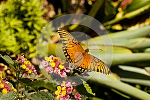 A beautiful Monarch butterfly sitting on lantana flowers.