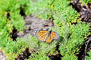 Beautiful monarch butterfly sitting on some plants and spreading its wings. Milkweed butterfly has orange wings with black and