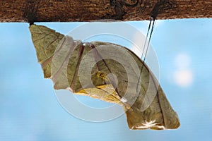 Beautiful Monarch chrysalis on tree , butterfly