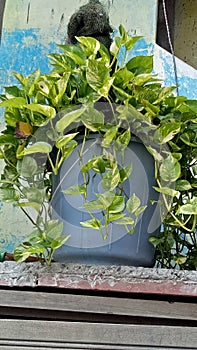 Beautiful money Plant in pot photo