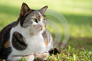 Beautiful mongrel cat lying on the grass close up