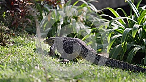 A beautiful monitor lizard strolls on the lawn