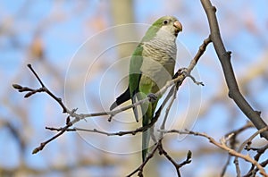 Beautiful Monk Parakeet perched on a tree trunk