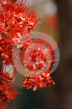 Beautiful Monkey Flower Tree or Fire of Pakistan in Thailand.