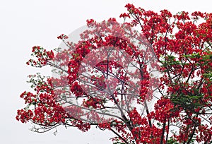 Beautiful Monkey Flower Tree or Fire of Pakistan in Thailand isolate on white background