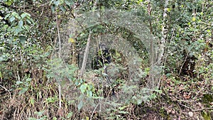 A beautiful monkey sits in a green thicket. Tropical forests of Kilimanjaro. Beautiful forest landscape. Climbing Kilimanjaro,