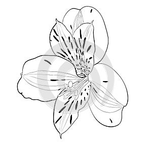Beautiful monochrome, black and white Alstroemeria flower isolated. photo